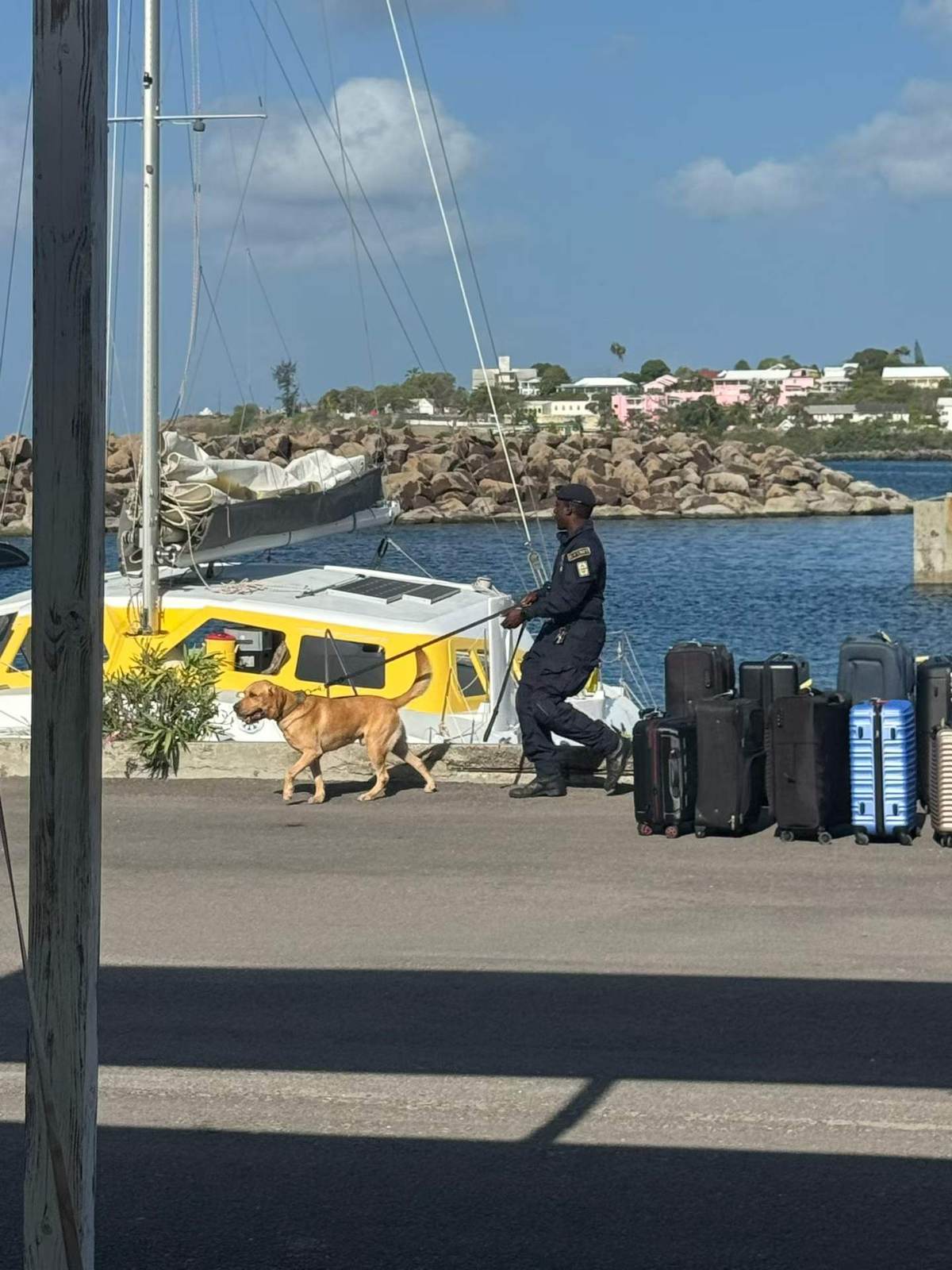 一只警犬，干净、威风，有任务，有身份